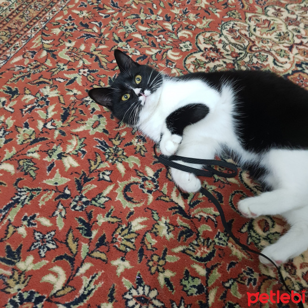 Tuxedo (Smokin) Kedi, Kedi  Smoki fotoğrafı