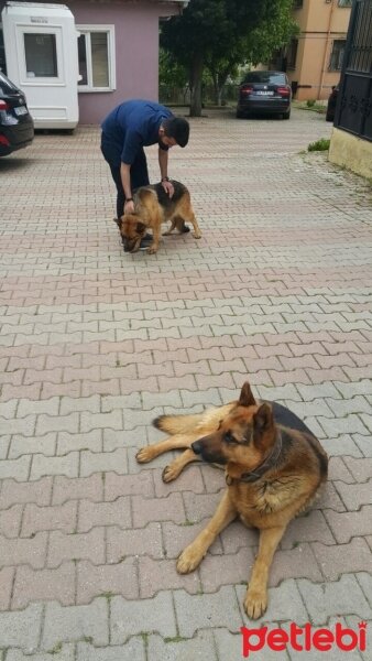 Alman Çoban Köpeği, Köpek  Asker fotoğrafı