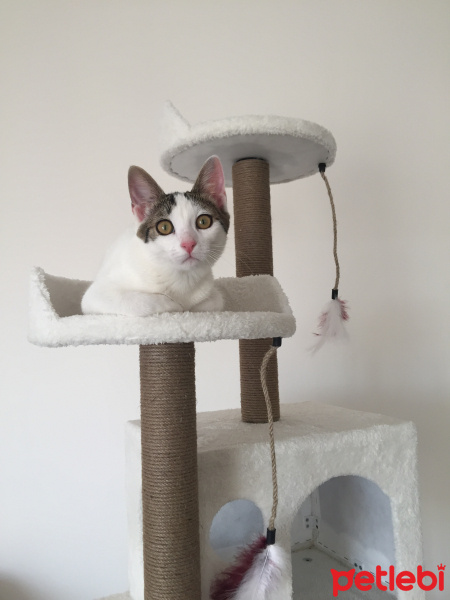 Tekir Kedi, Kedi  Sakız fotoğrafı