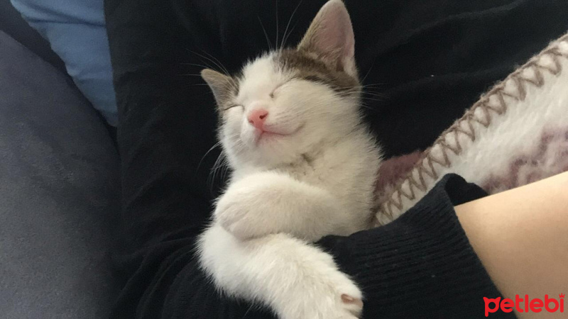 Tekir Kedi, Kedi  Sakız fotoğrafı