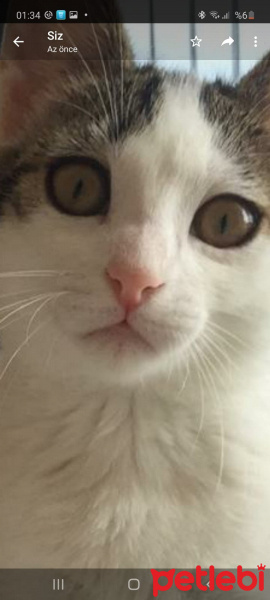 Tekir Kedi, Kedi  Sakız fotoğrafı