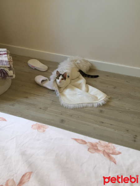 Tekir Kedi, Kedi  Sakız fotoğrafı