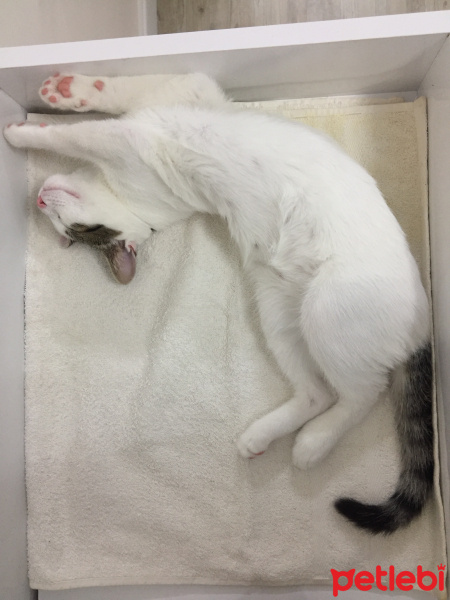 Tekir Kedi, Kedi  Sakız fotoğrafı