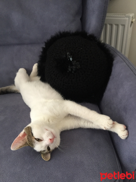 Tekir Kedi, Kedi  Sakız fotoğrafı