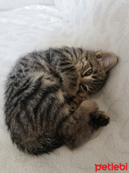 Tekir Kedi, Kedi  KİRAZ fotoğrafı