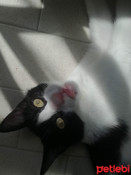 Tuxedo (Smokin) Kedi, Kedi  Kiwi fotoğrafı