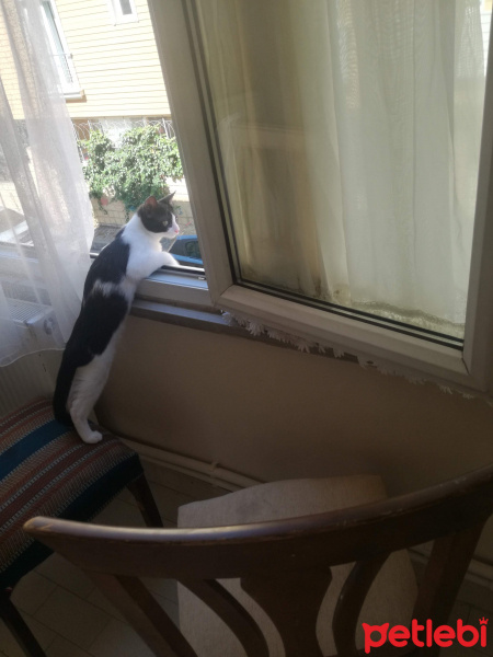 Tuxedo (Smokin) Kedi, Kedi  Kiwi fotoğrafı