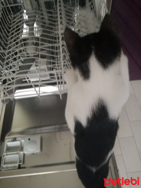 Tuxedo (Smokin) Kedi, Kedi  Kiwi fotoğrafı