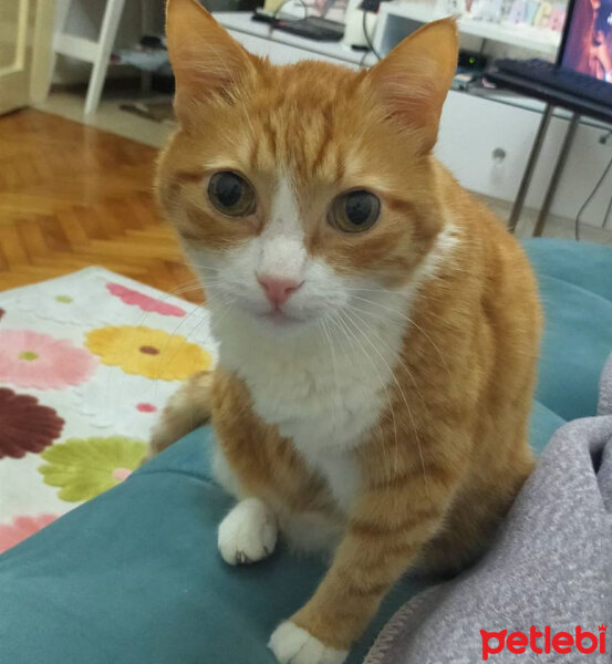 Sarman, Kedi  Şans fotoğrafı