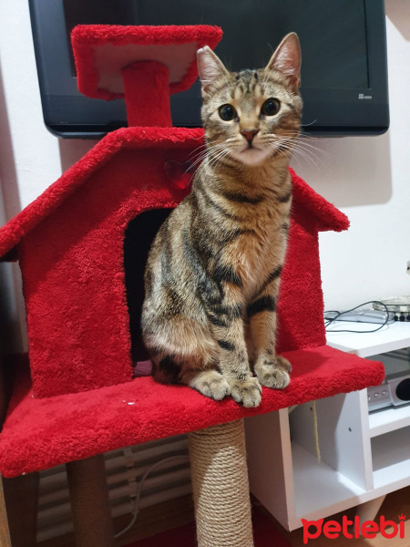 Tekir Kedi, Kedi  Minnoş fotoğrafı