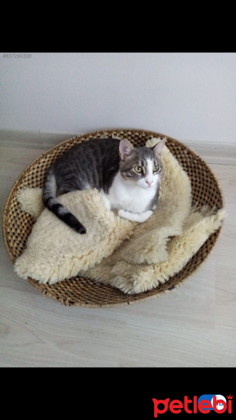 Tekir Kedi, Kedi  Archie fotoğrafı