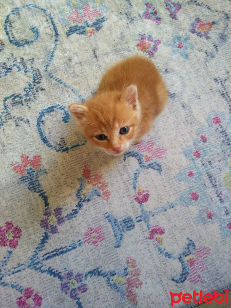 Sarman, Kedi  Mavis fotoğrafı