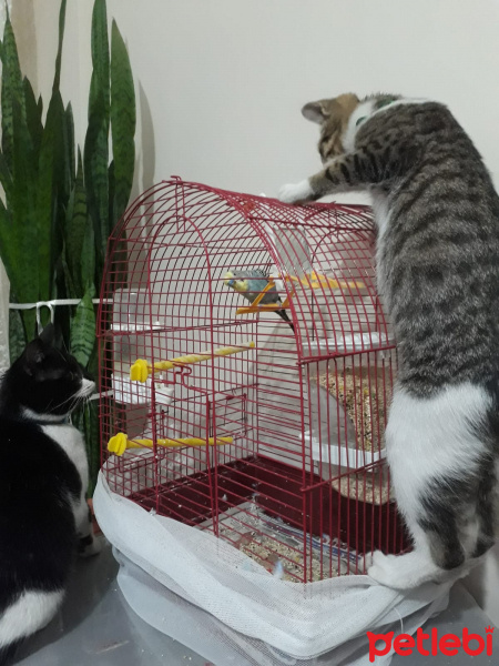 Tekir Kedi, Kedi  Sherman fotoğrafı