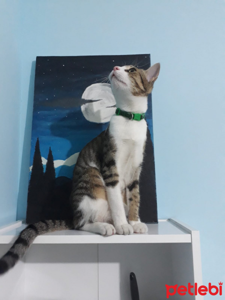 Tekir Kedi, Kedi  Sherman fotoğrafı