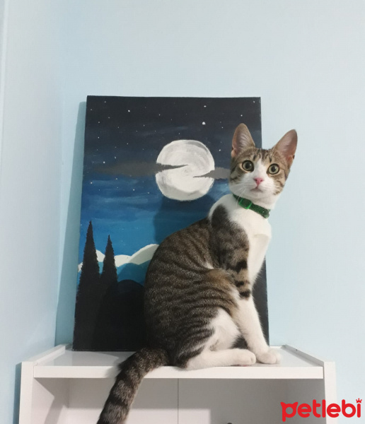 Tekir Kedi, Kedi  Sherman fotoğrafı