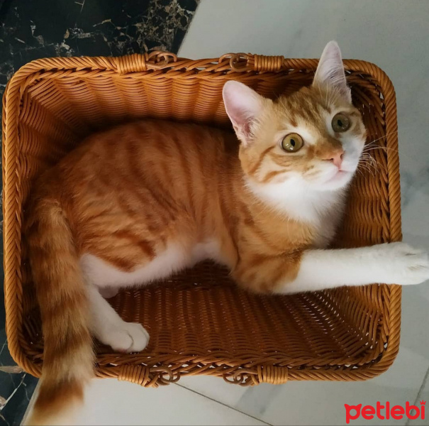 Tekir Kedi, Kedi  Sahra fotoğrafı