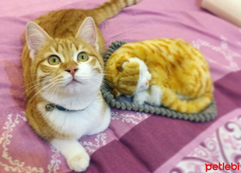 Tekir Kedi, Kedi  Sahra fotoğrafı