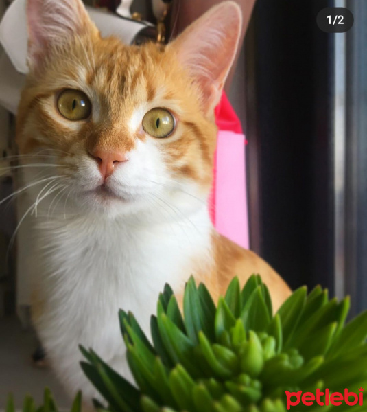 Tekir Kedi, Kedi  Sahra fotoğrafı