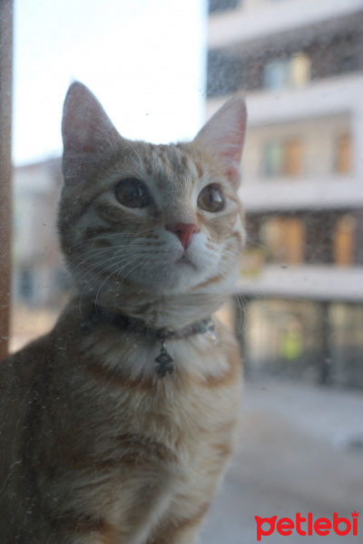 Tekir Kedi, Kedi  Ron fotoğrafı