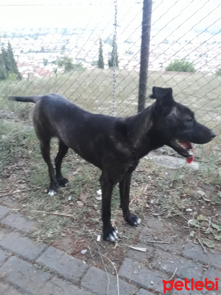 Amerikan Pitbull Terrier, Köpek  Hera fotoğrafı