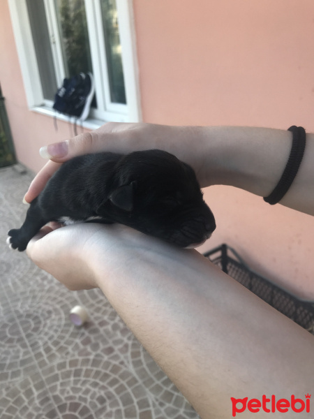 Sokö (Sokak Köpeği), Köpek  isimsiz fotoğrafı