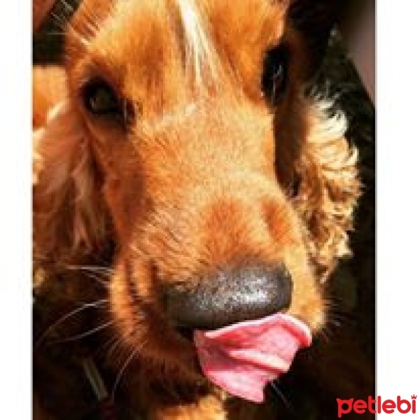 İngiliz Cocker Spaniel, Köpek  LATTE fotoğrafı