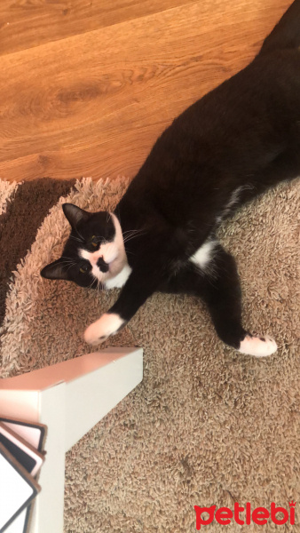 Tuxedo (Smokin) Kedi, Kedi  Maça fotoğrafı