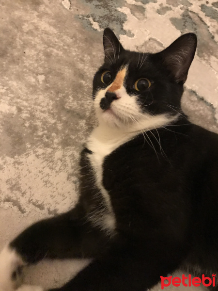 Tuxedo (Smokin) Kedi, Kedi  Maça fotoğrafı