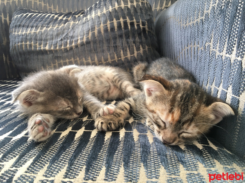 Tekir Kedi, Kedi  Maral-Ceylan fotoğrafı