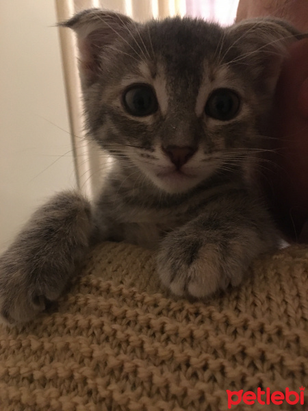 Tekir Kedi, Kedi  Maral-Ceylan fotoğrafı