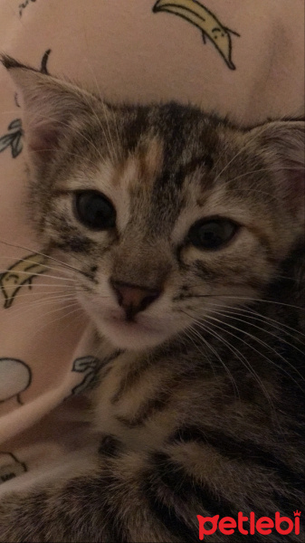 Tekir Kedi, Kedi  Maral-Ceylan fotoğrafı