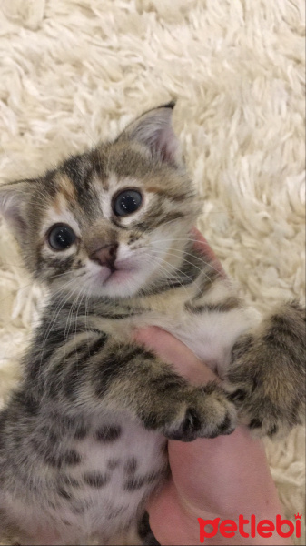 Tekir Kedi, Kedi  Maral-Ceylan fotoğrafı