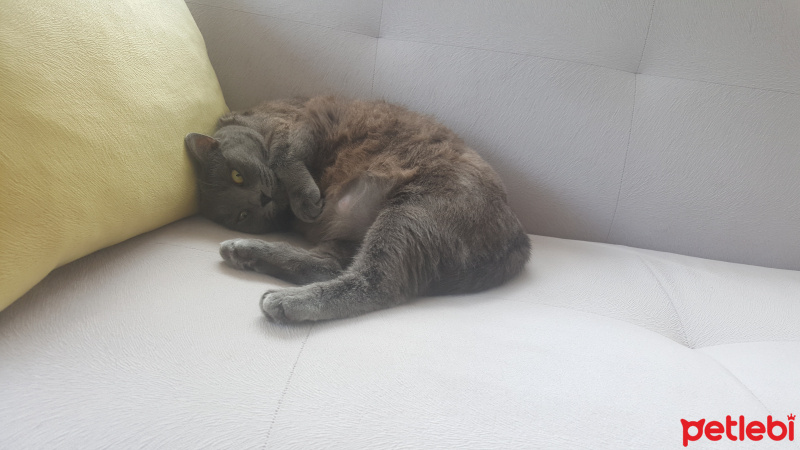 British Shorthair, Kedi  Luna fotoğrafı