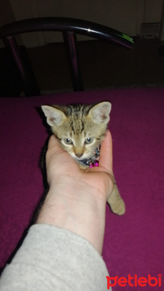 Tekir Kedi, Kedi  Rüzgar fotoğrafı