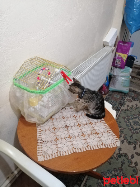 Tekir Kedi, Kedi  Rüzgar fotoğrafı