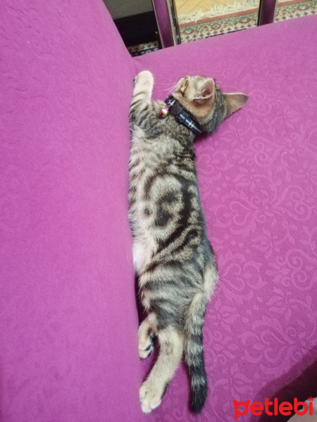 Tekir Kedi, Kedi  Rüzgar fotoğrafı