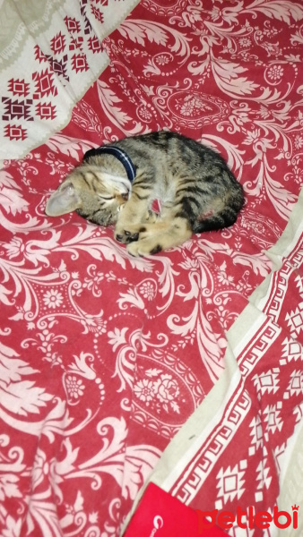 Tekir Kedi, Kedi  Rüzgar fotoğrafı