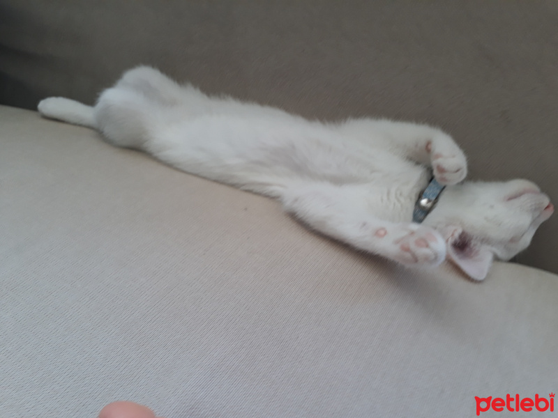 Tekir Kedi, Kedi  Pamuk fotoğrafı