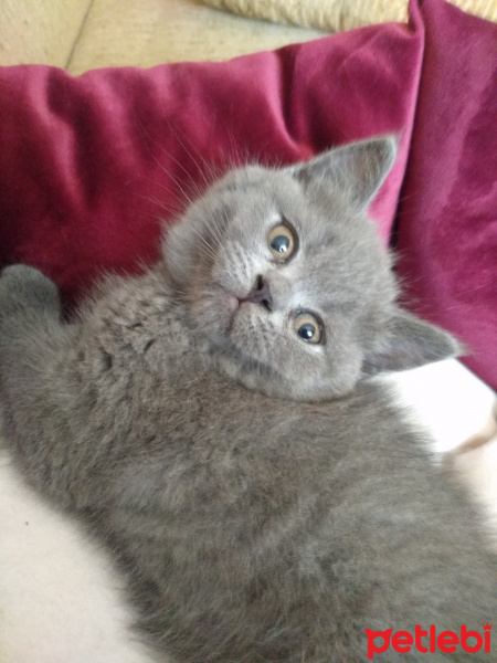 British Shorthair, Kedi  Pisi fotoğrafı