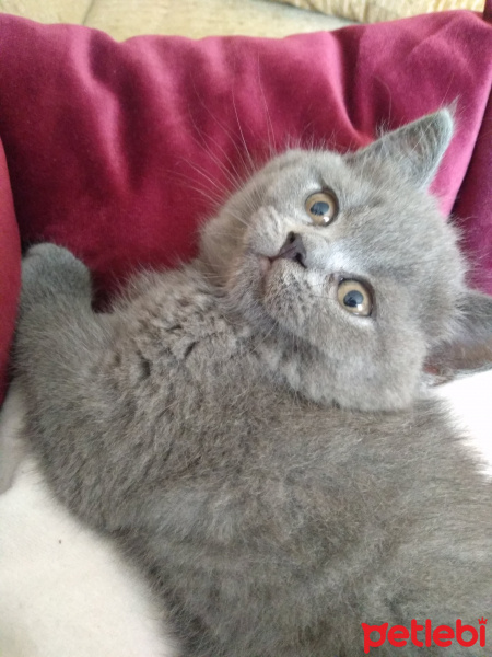 British Shorthair, Kedi  Pisi fotoğrafı