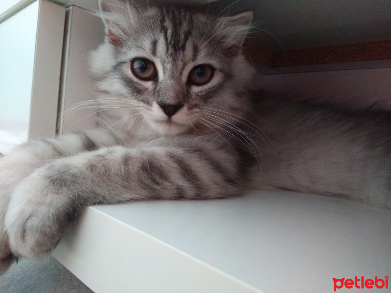 Scottish Fold, Kedi  Tommy fotoğrafı