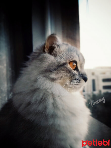 Scottish Fold, Kedi  Tommy fotoğrafı