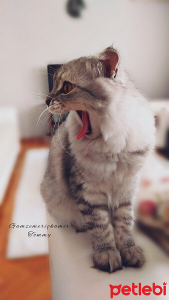 Scottish Fold, Kedi  Tommy fotoğrafı