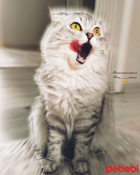 Scottish Fold, Kedi  Tommy fotoğrafı