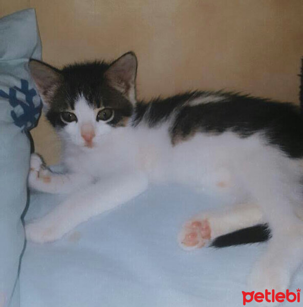 Tekir Kedi, Kedi  Mia fotoğrafı