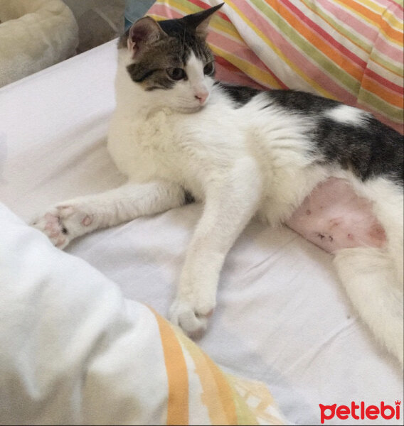 Tekir Kedi, Kedi  Mia fotoğrafı