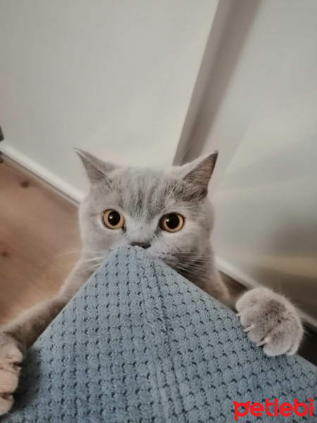 British Shorthair, Kedi  Mocha fotoğrafı