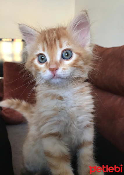 Sarman, Kedi  GÜNEŞ fotoğrafı