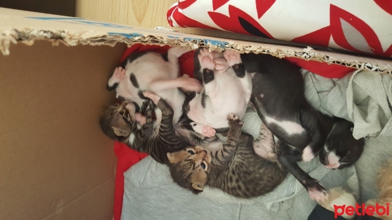 Tekir Kedi, Kedi  İsimlerini siz koyun fotoğrafı