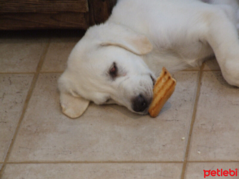 Akbaş, Köpek  Kutup, Kardelen, Bal, Kaymak, Tarçın, Teko ve..... fotoğrafı